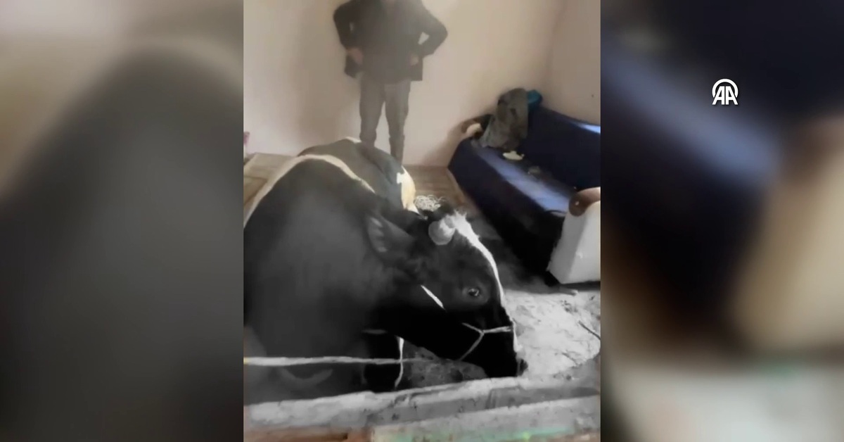 Kaçan tosun pencereyi kırıp eve girdi